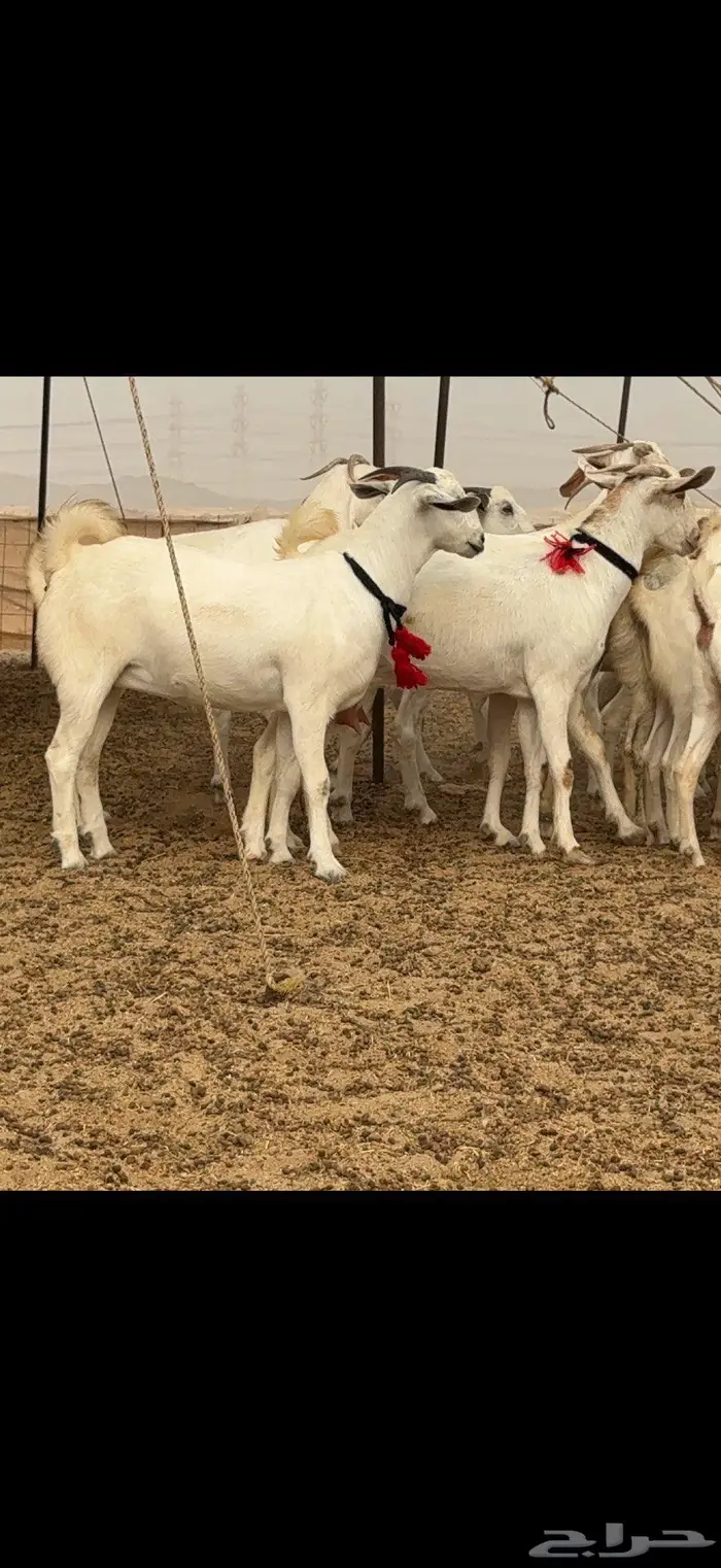 جفار برص نخبة النخبة 23