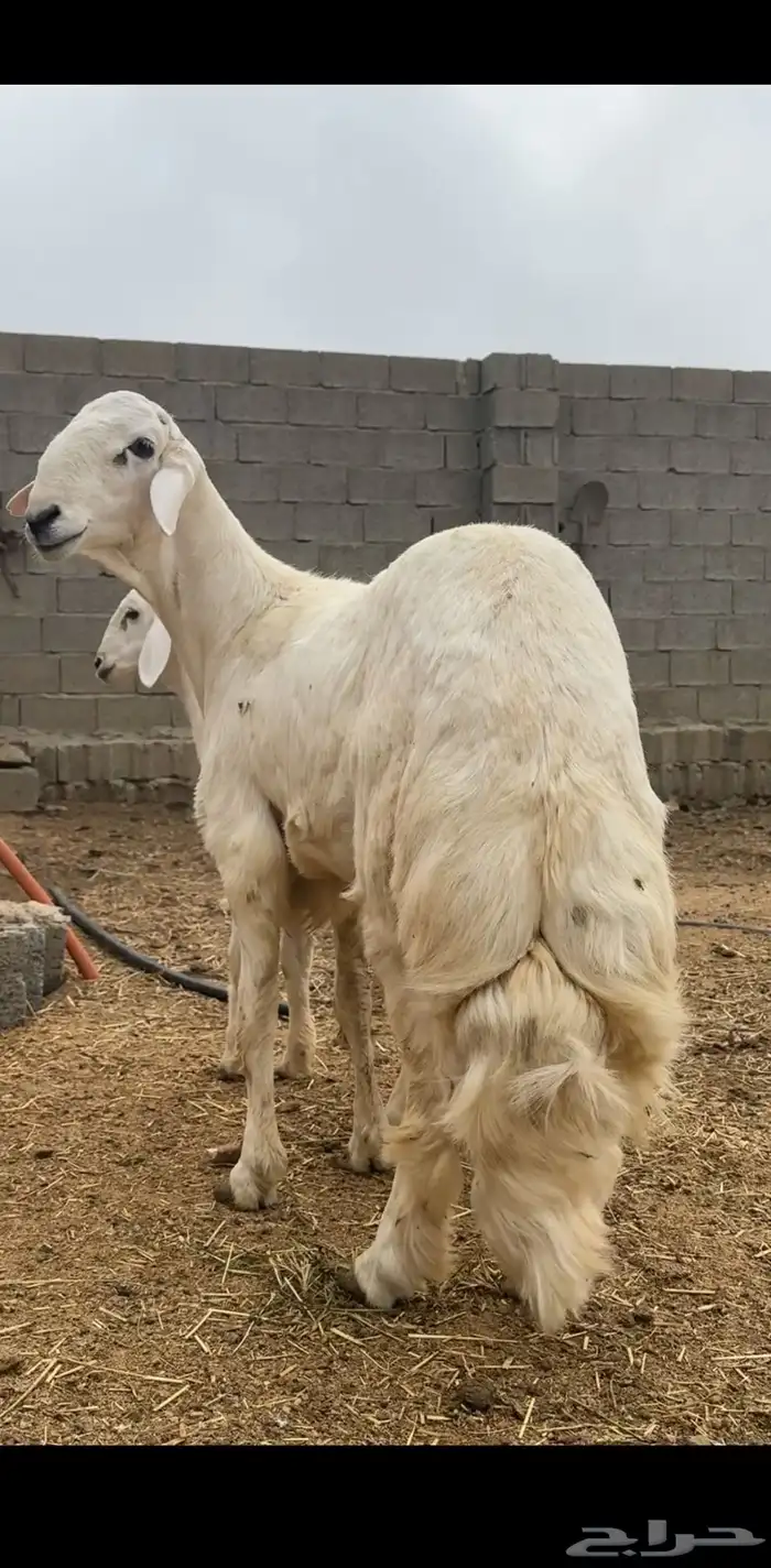 خروف مشروع فحل 4