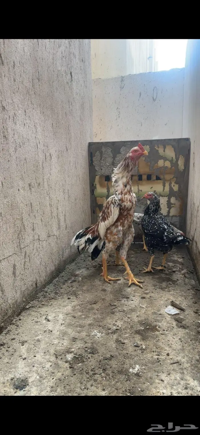3 فروخ ديوك 3