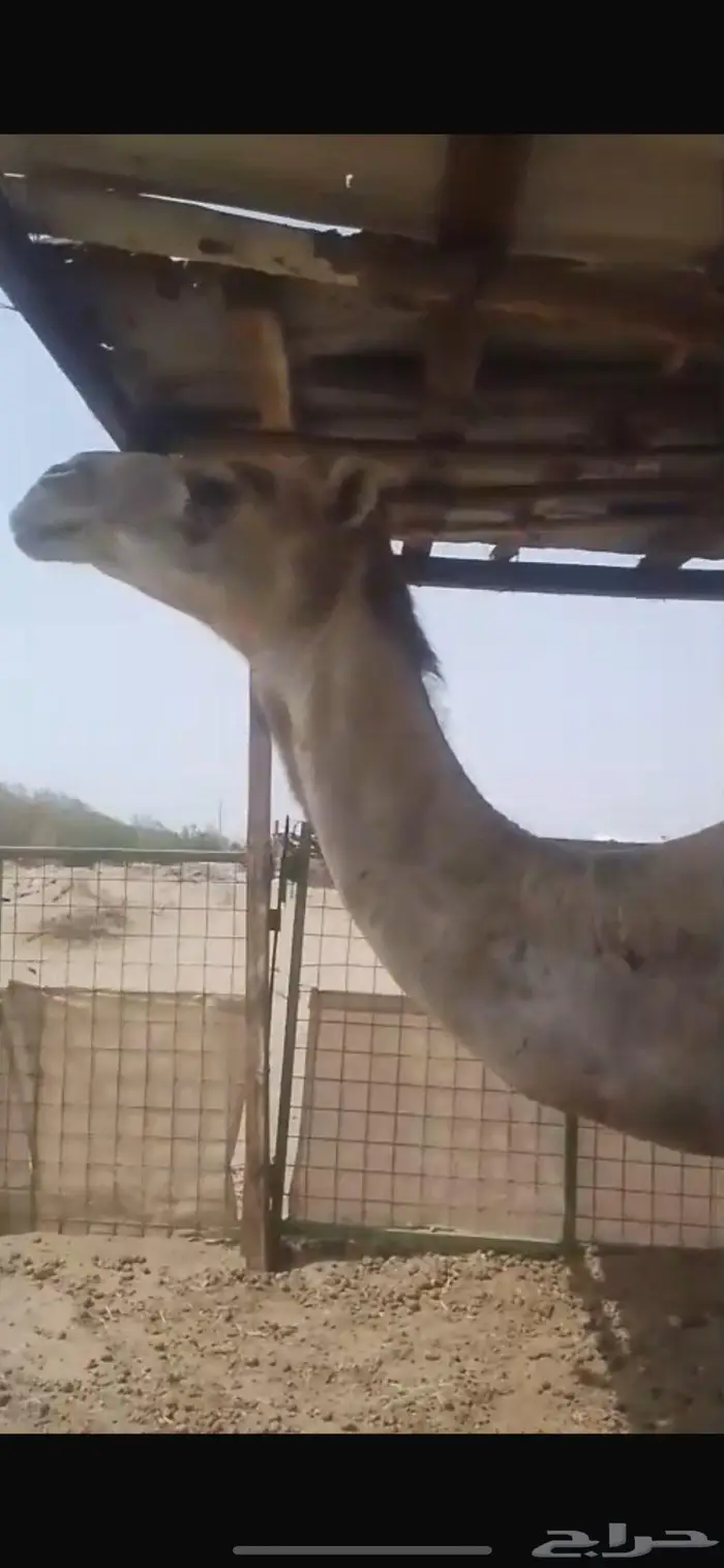 ناقة ملاقي الايام هذي تلد 1