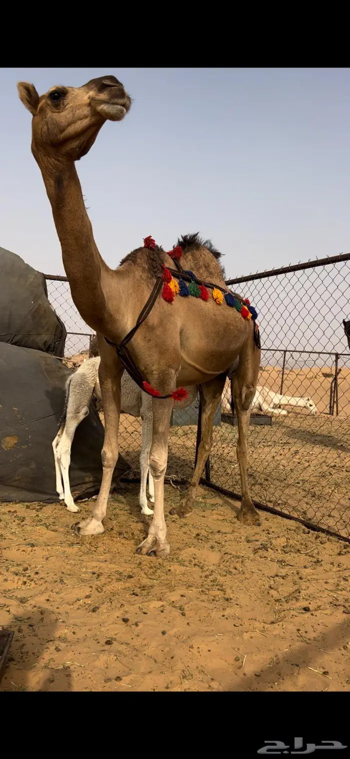 خلفه ثنو حمرا 1