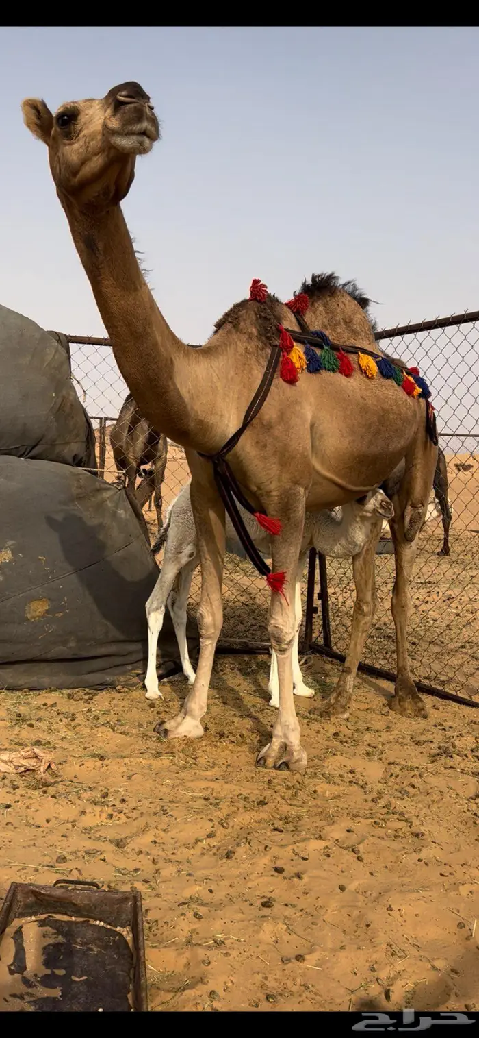 خلفه ثنو حمرا 2