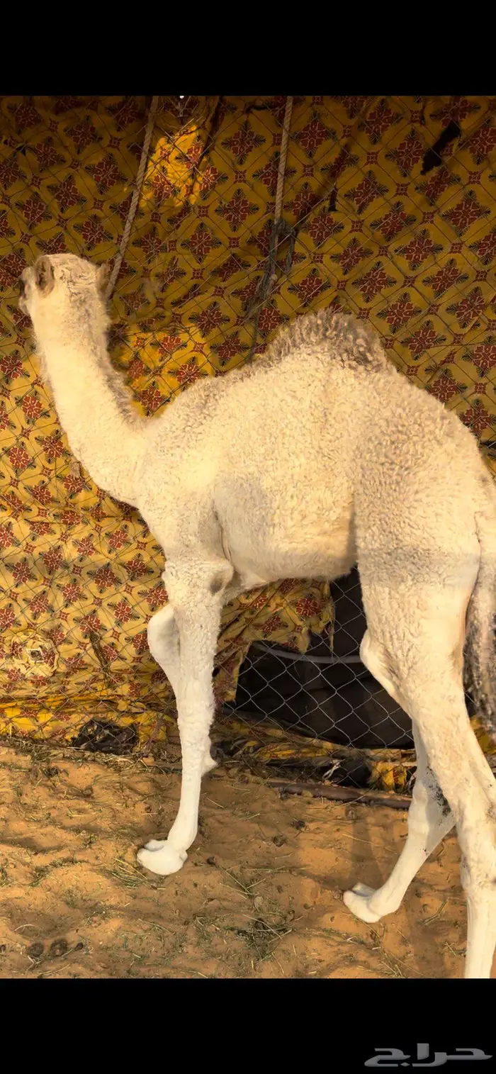 خلفه ثنو حمرا 9