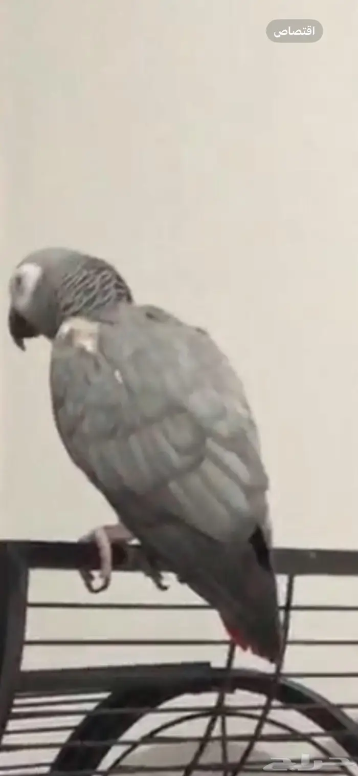 ببغاء كاسكو كبتن كلام 1