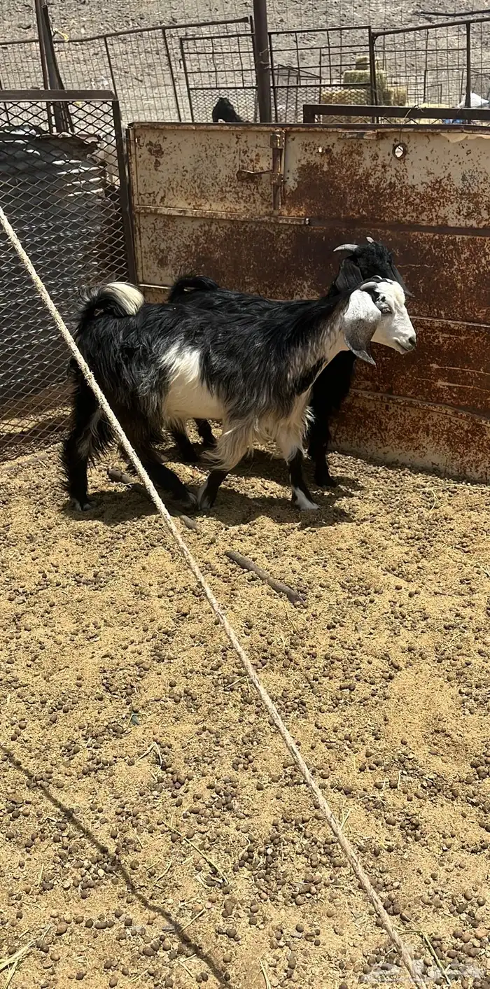 بهم للبيع 0