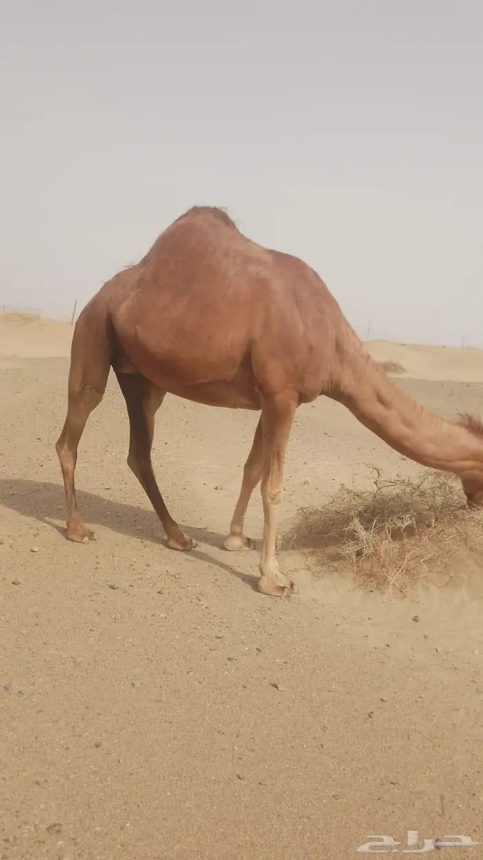 ناقة حمراء شي فاخر من الاخر 1