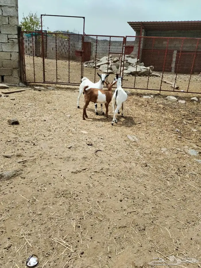 تيوس ذبايح ما شاء الله تبارك الله 1