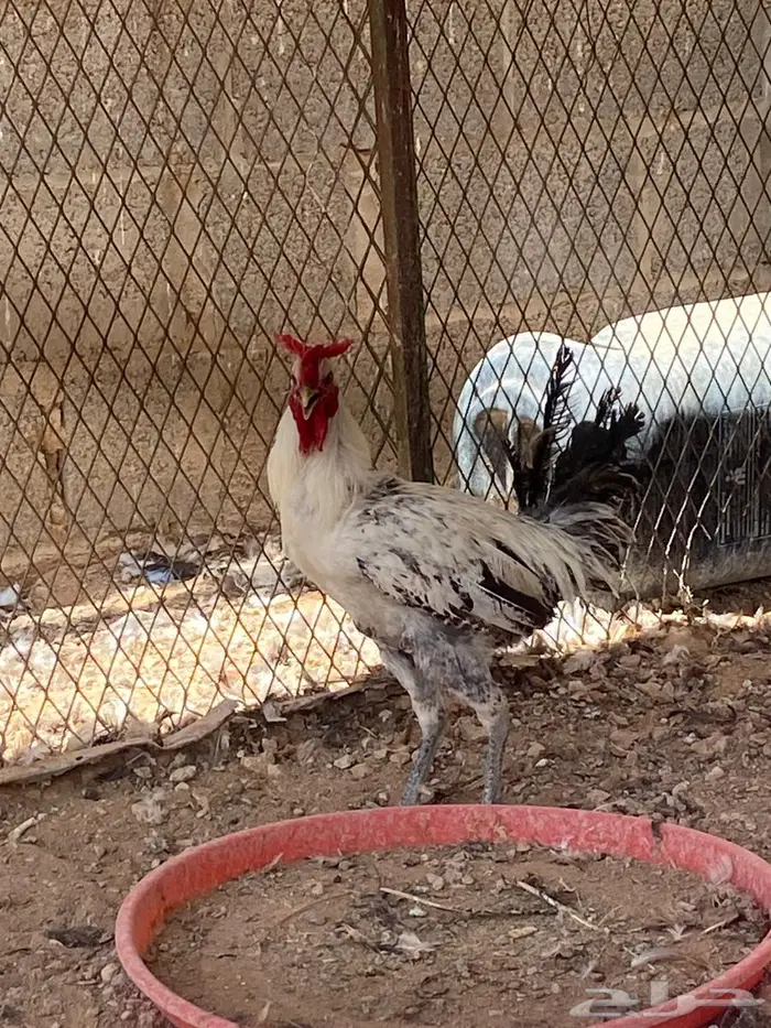 ديكه عربيه العرف تاج مستوا 2