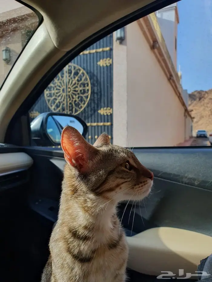 قط للتبني 1