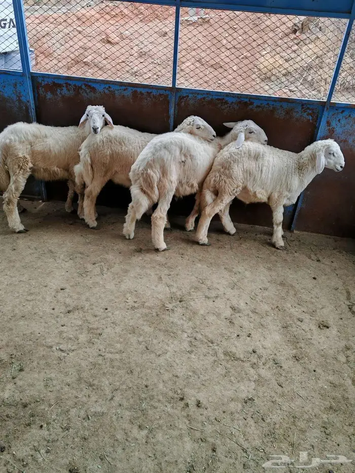 طليان 1