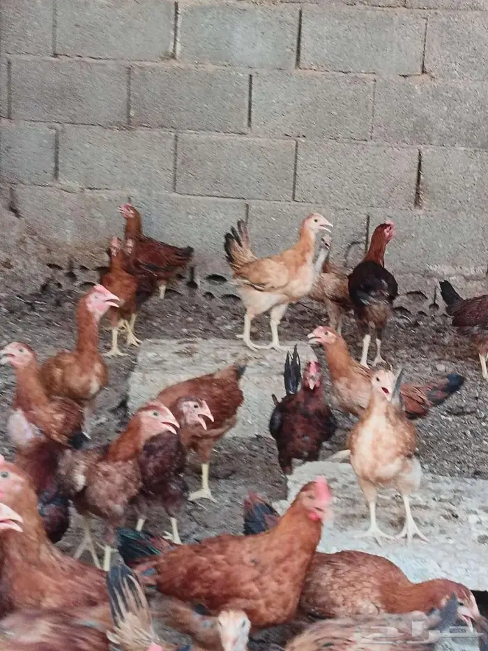 دجاج امريكي 2