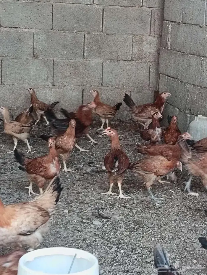 دجاج امريكي 3
