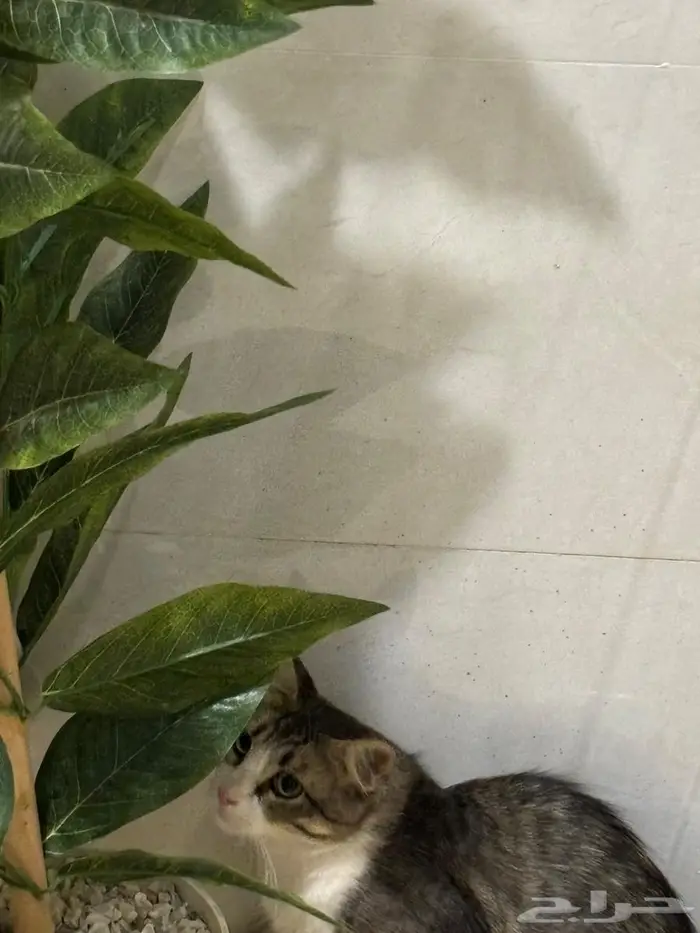 قطة للتبني 1