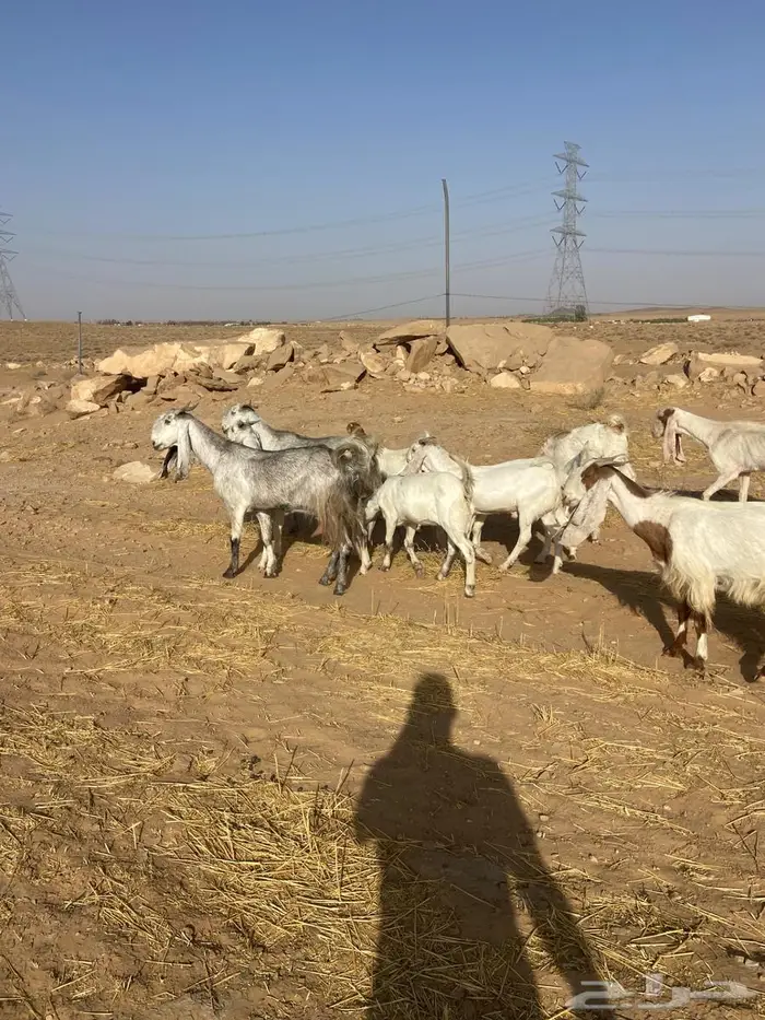 معزا مشروكات للبيع 3