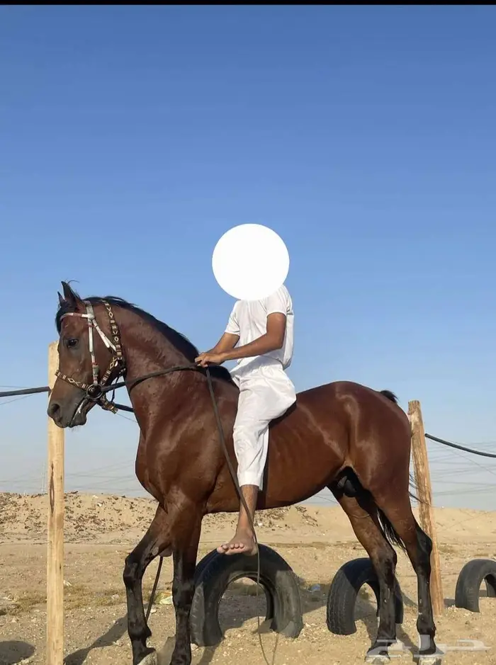 حصان مكس واهو 1