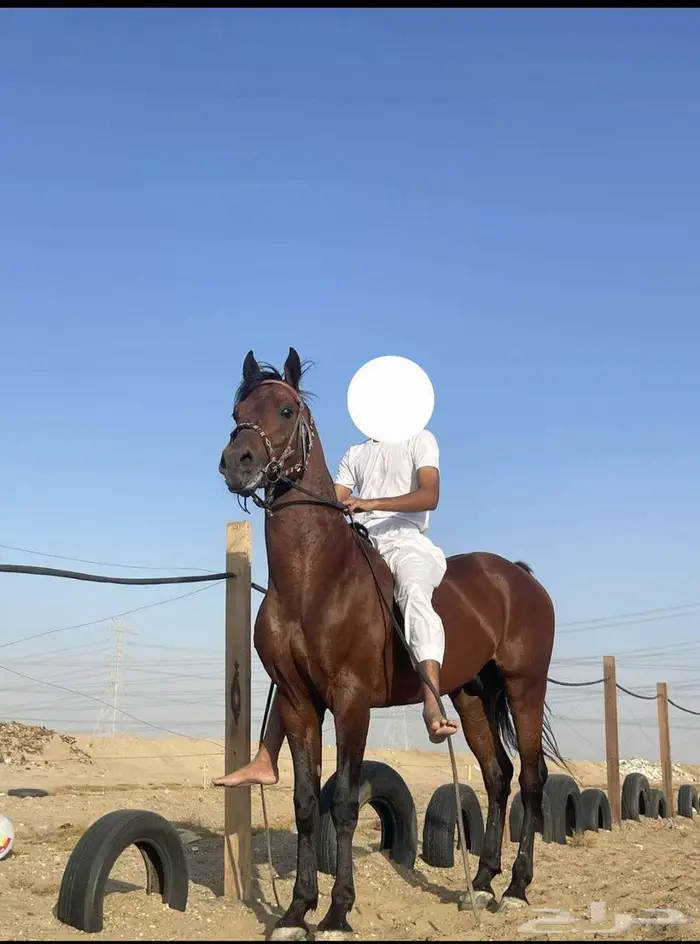 حصان مكس واهو 0