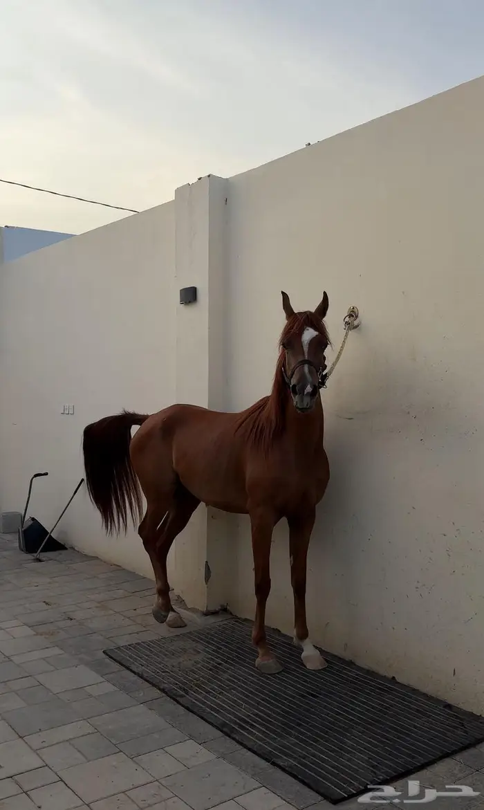 مهرة واهو عربية أصيلة بأوراقها - جمال 1