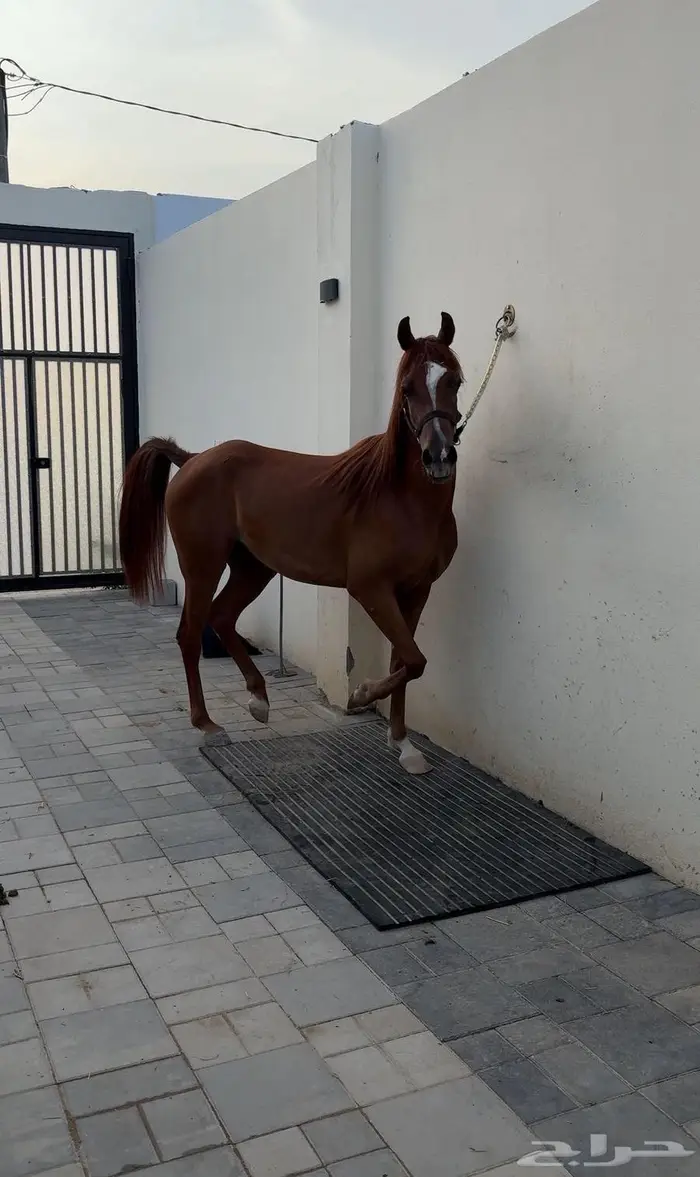 مهرة واهو عربية أصيلة بأوراقها - جمال 3