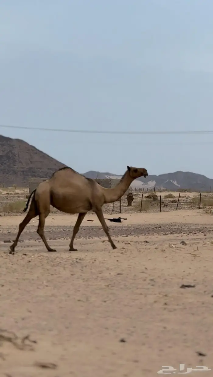 ناقه صفراء كفو لقحه 1
