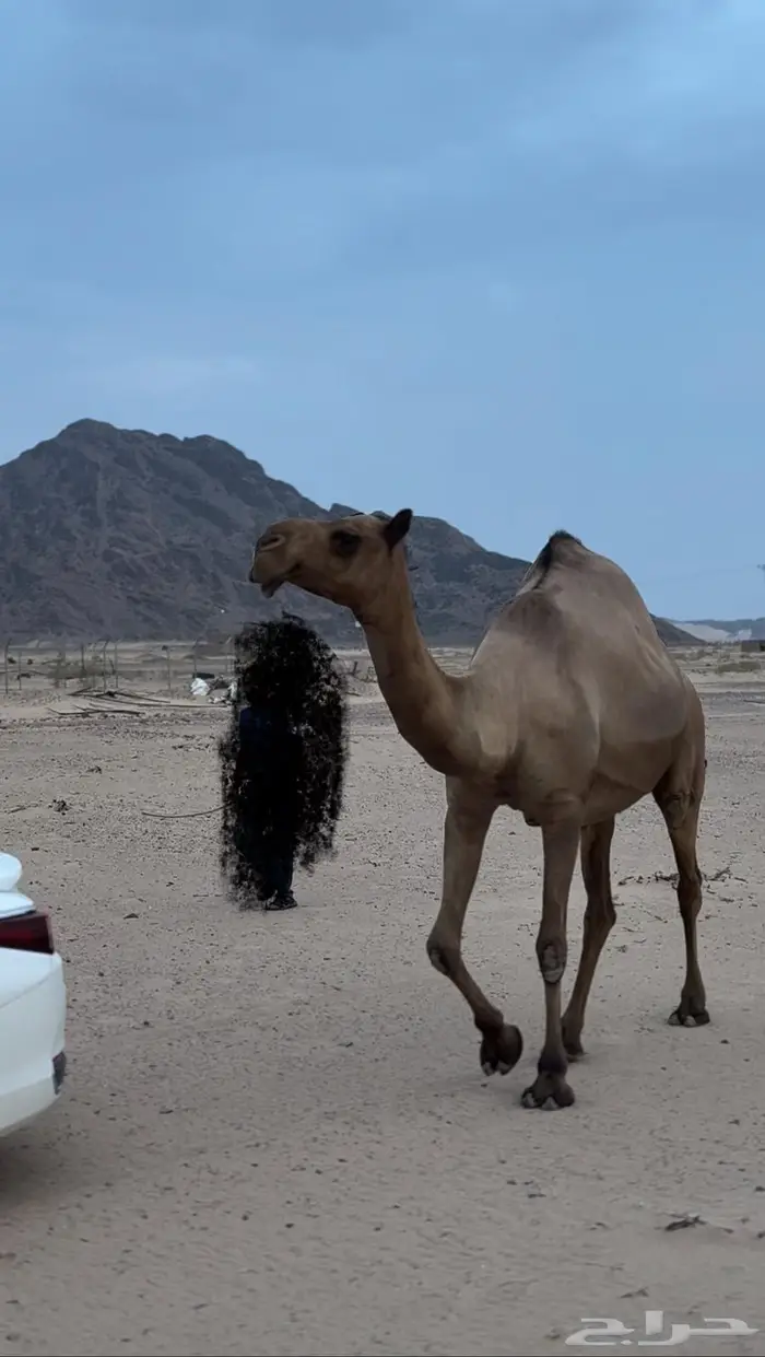 ناقه صفراء كفو لقحه 2