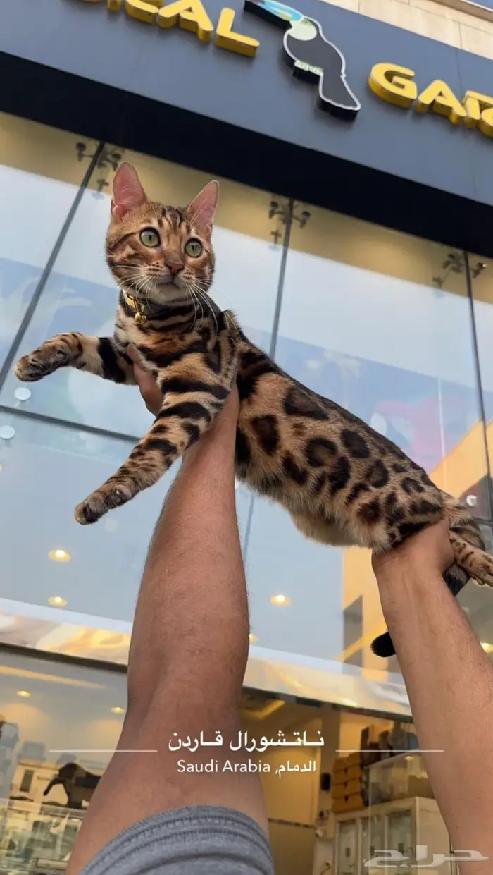 Bengal cat 0