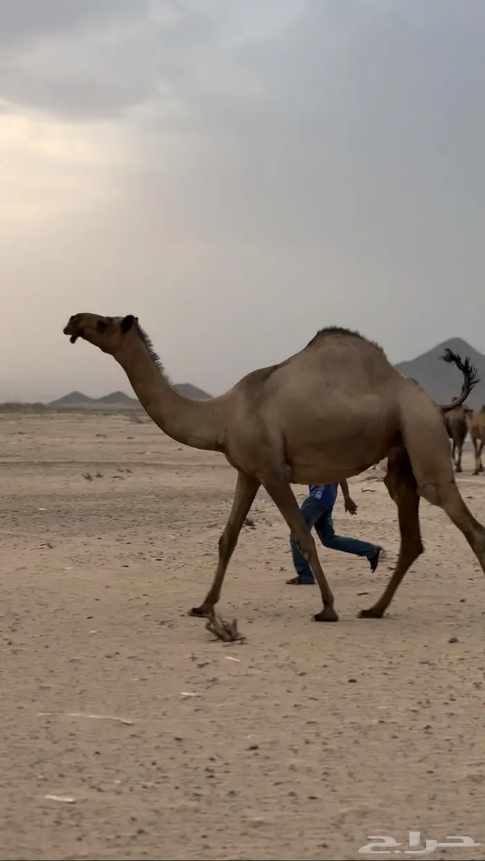 ناقه صفراء كفو لقحه 4