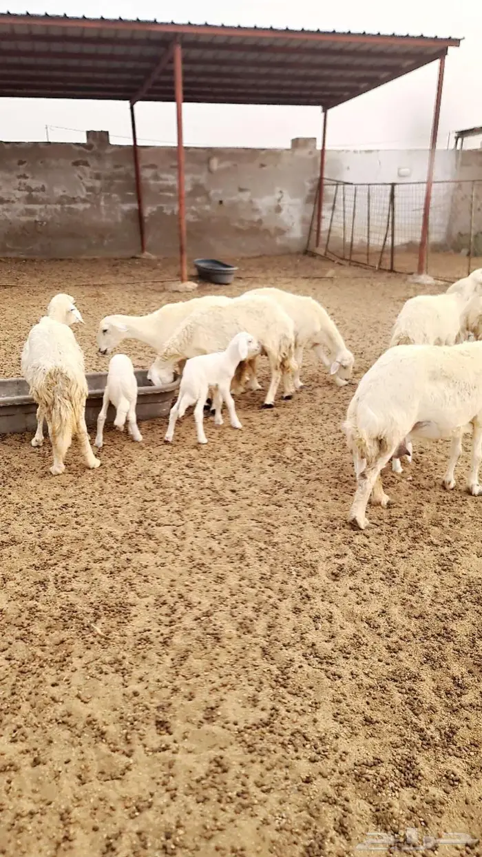 ضأن حريات 6