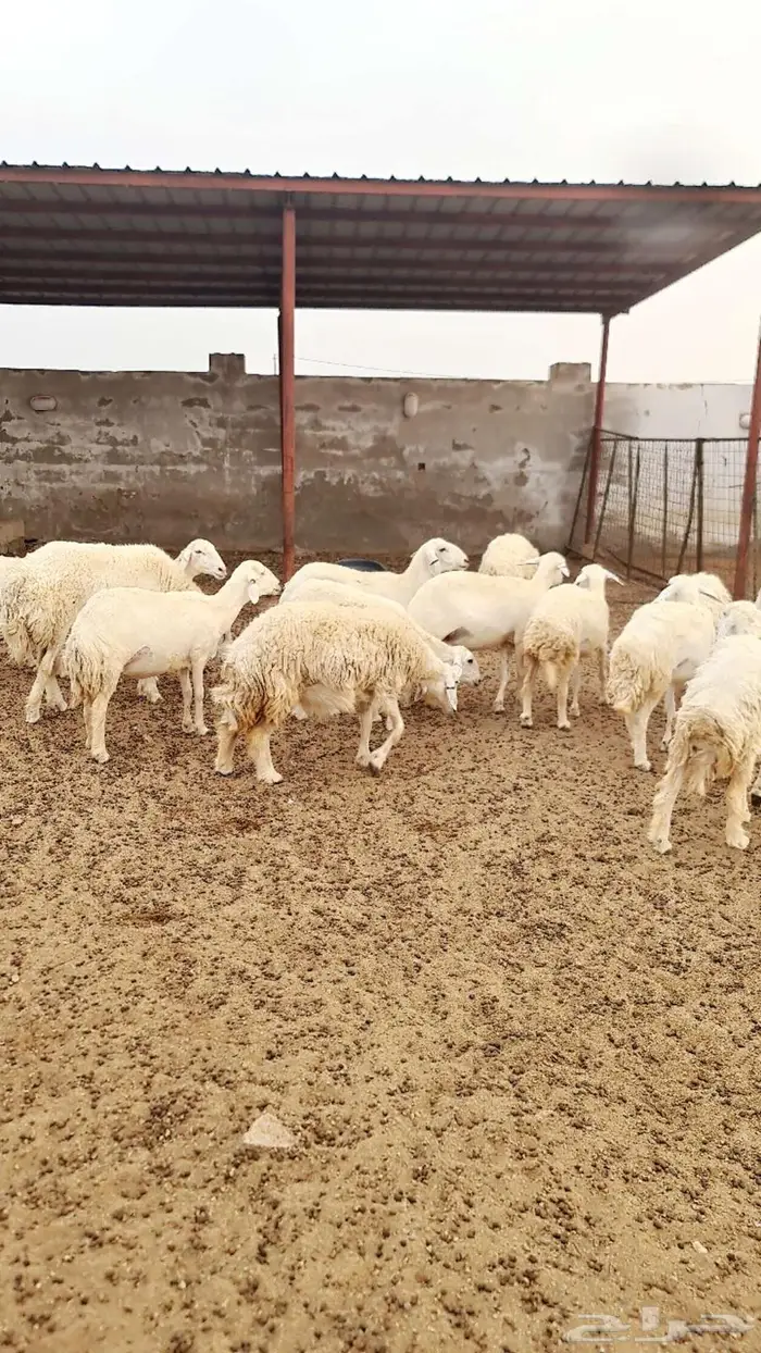 ضأن حريات 5