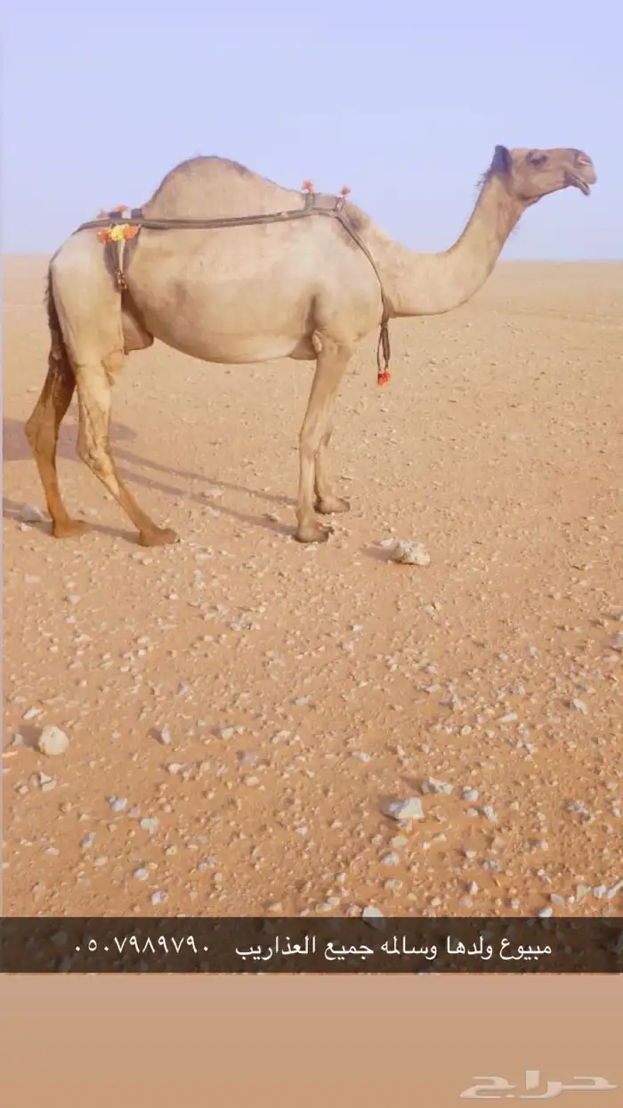 صفراء مبيوع ولدها 0