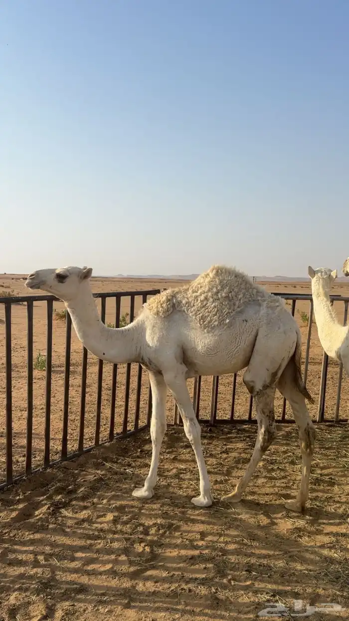 بكرة مفرودة طايشة 0