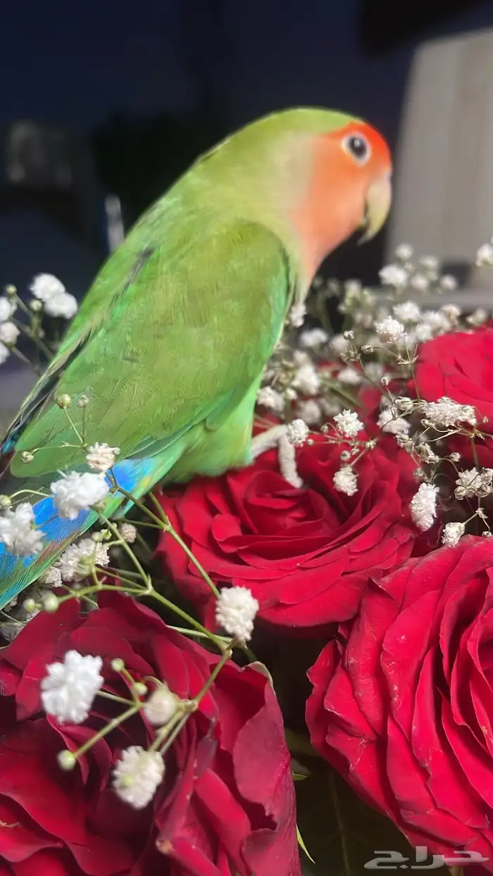 للبيع ببغاء الروز 6