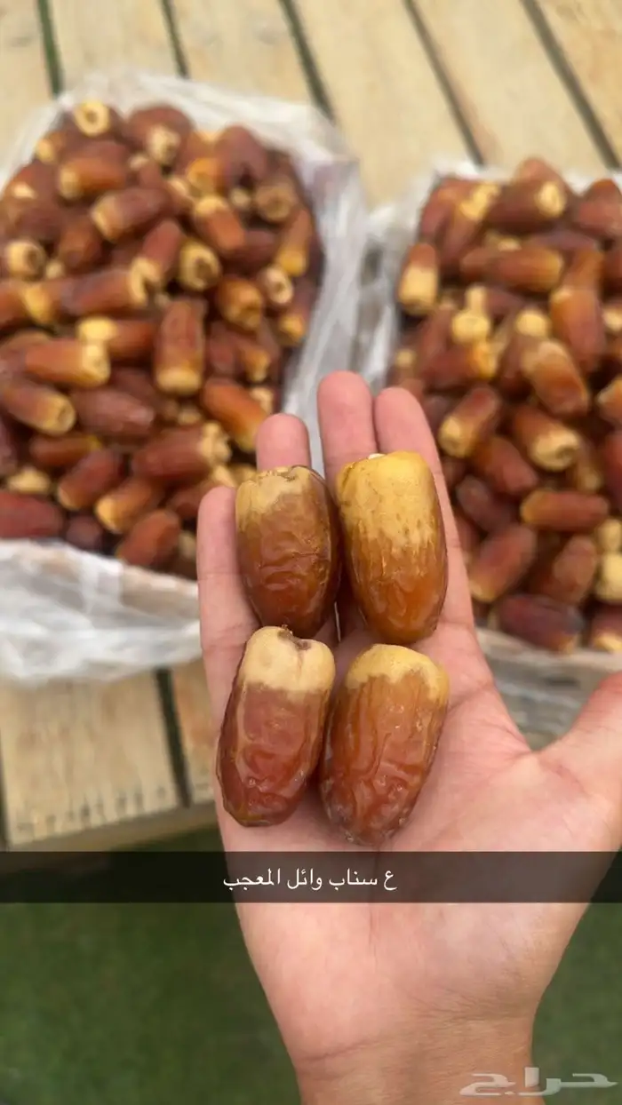 صقعي الدلم 0
