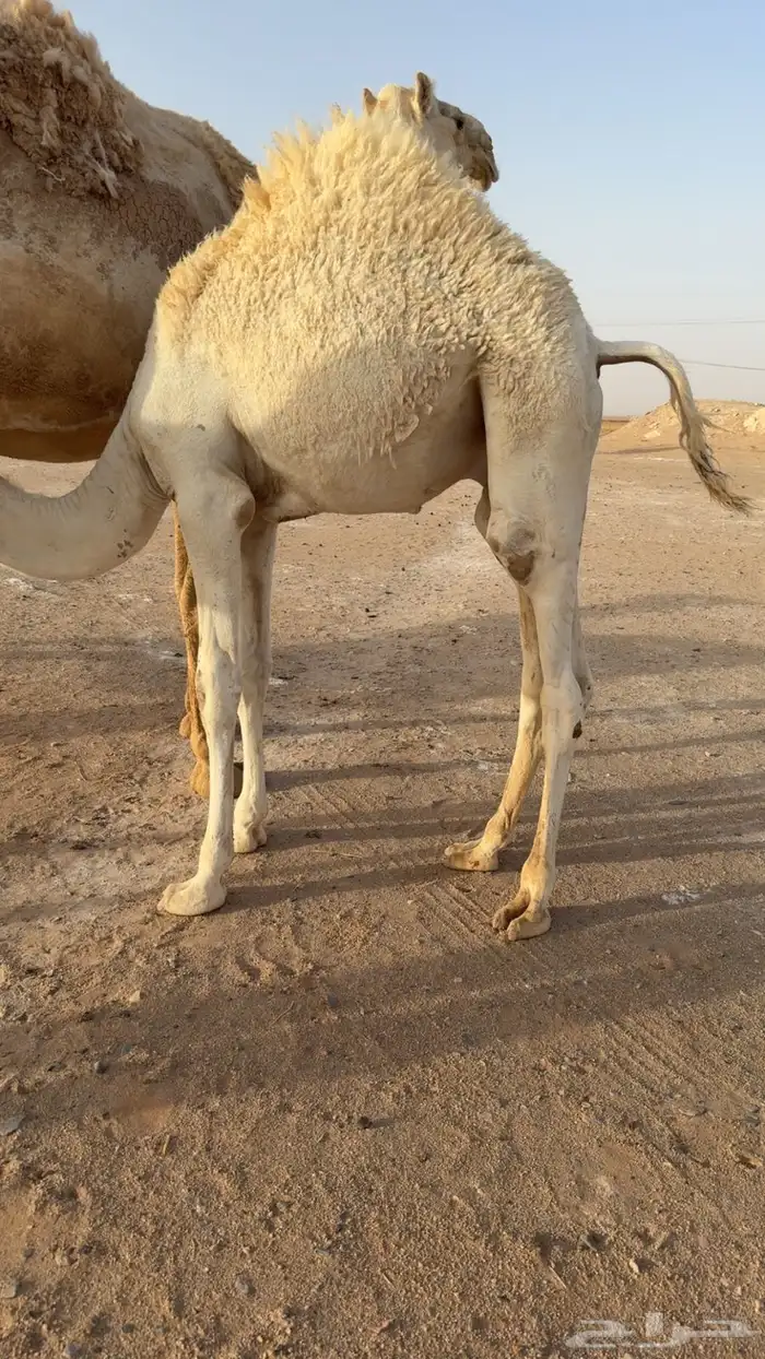 قعود 2