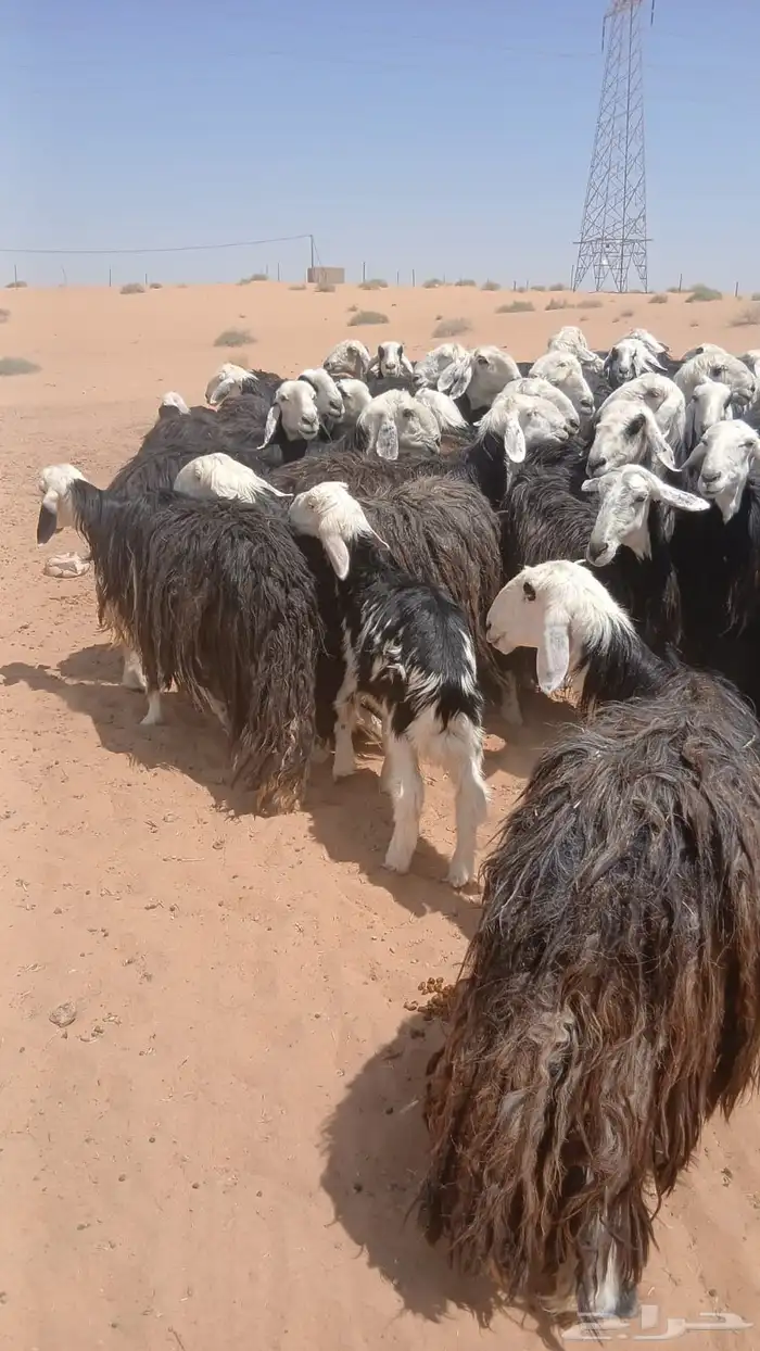 نجد 2
