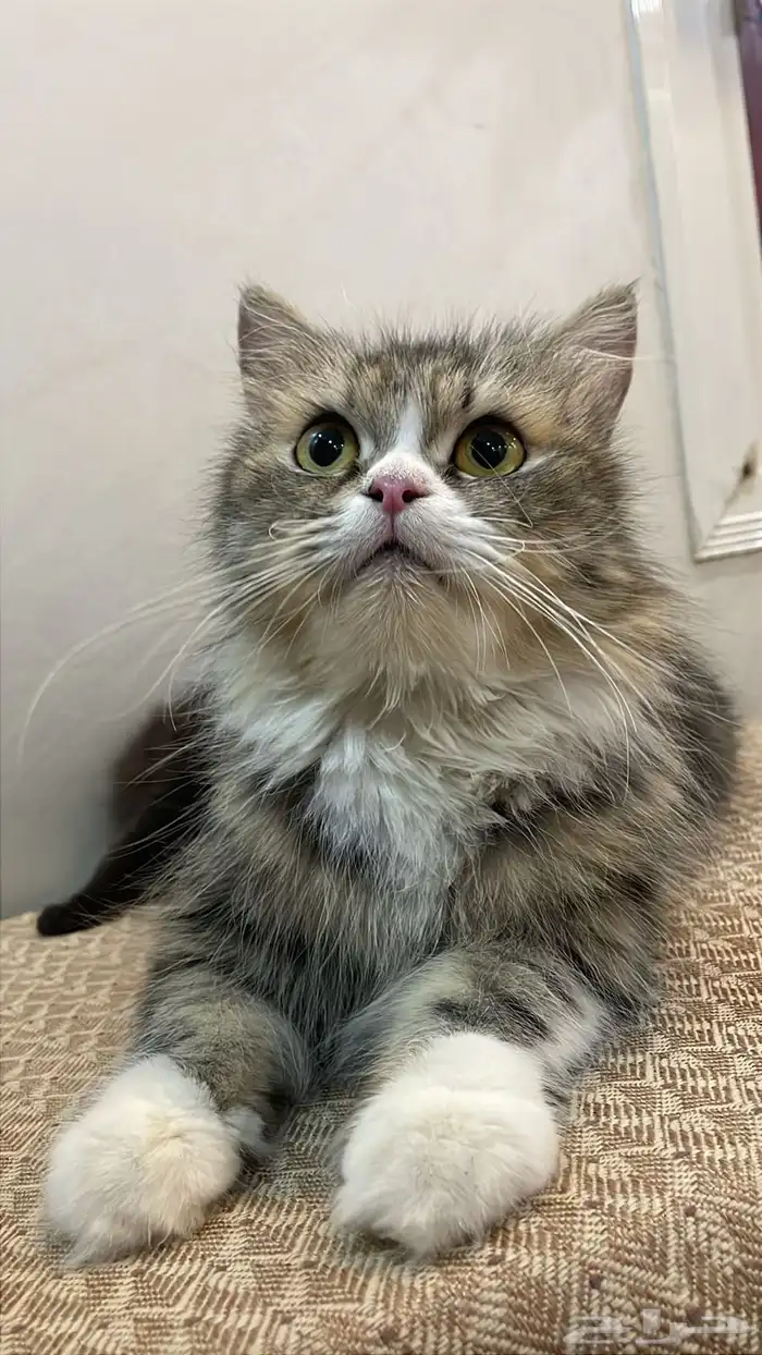 للتزاوج 1