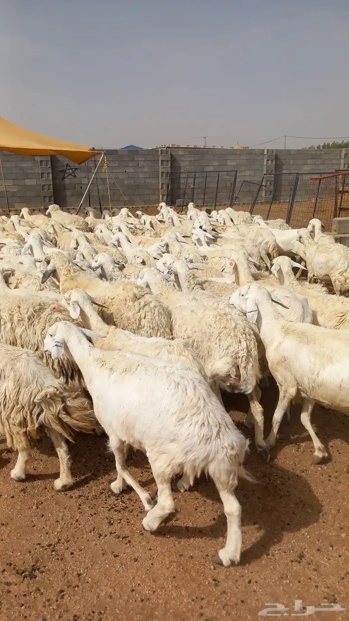 للبيع الحريات الطيبه 0
