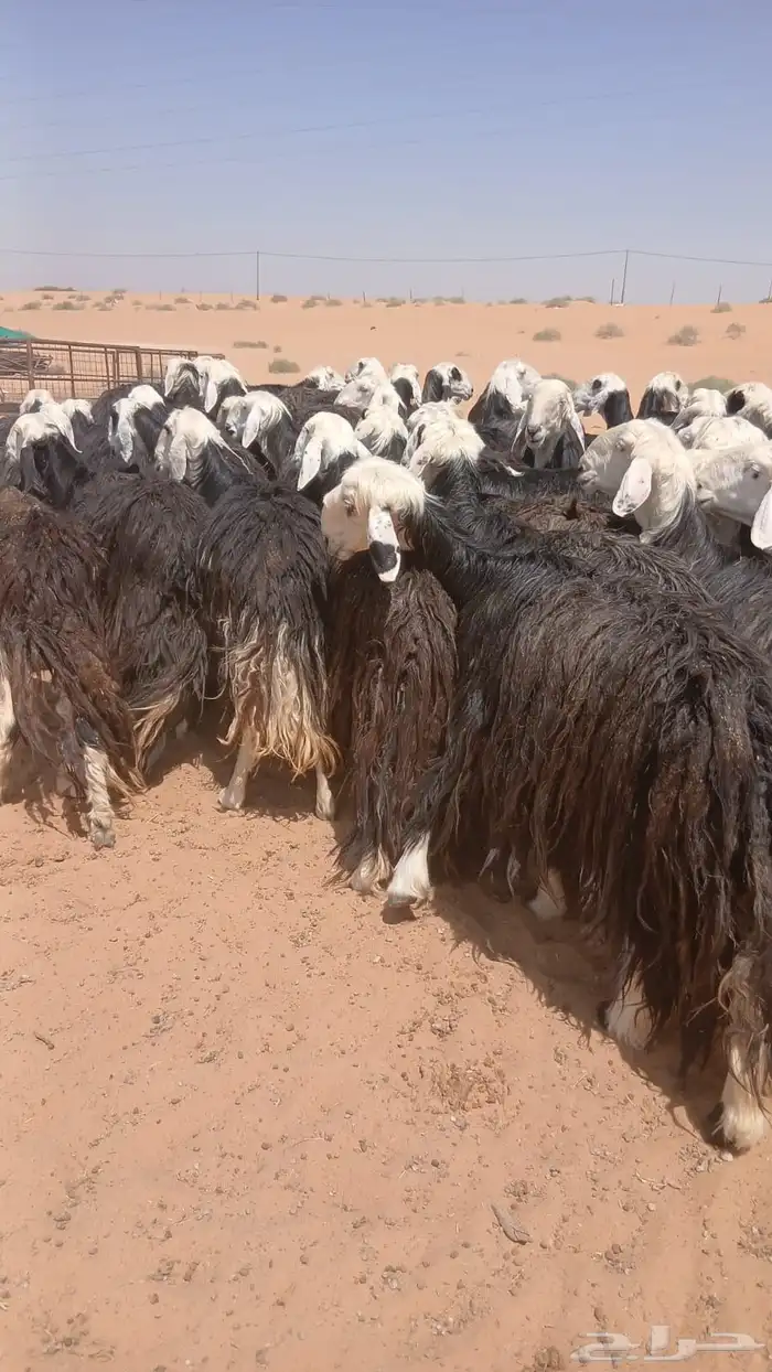 نجد 1