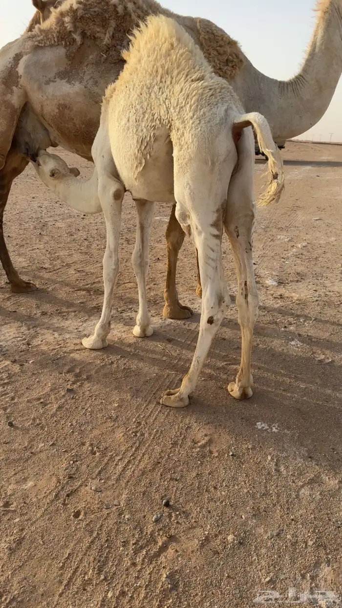 قعود 0