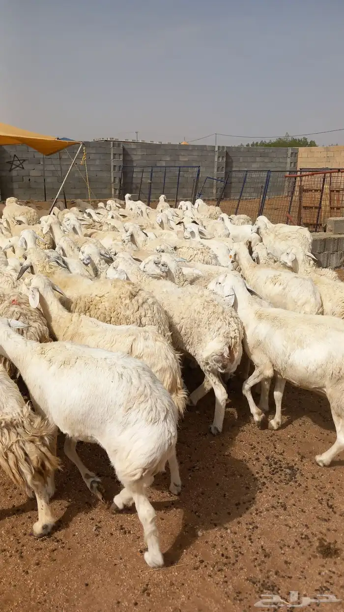 للبيع الحريات الطيبه 1