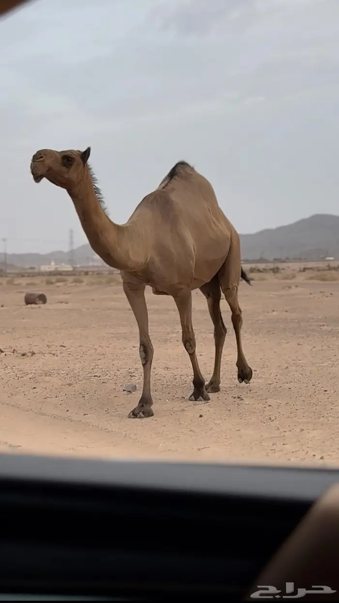 ناقه صفراء كفو لقحه 0