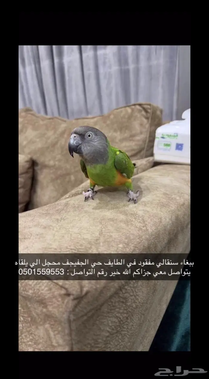 طير سنقالي مفقود في الطايف 0
