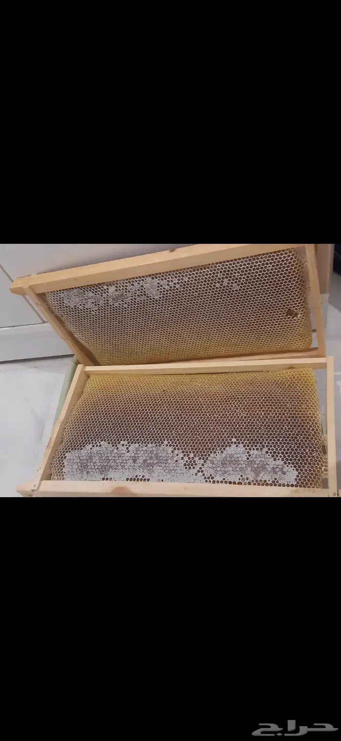 للبيع عسل أصلي بشمعة ربع كيلو فرز جديد 0
