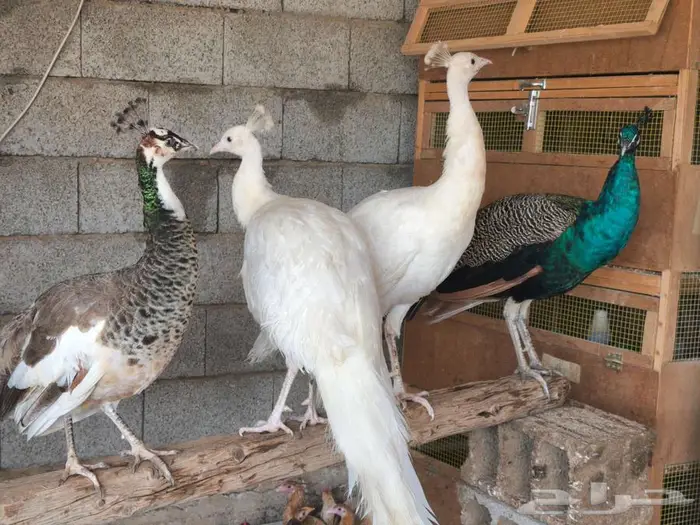 طاووس 2