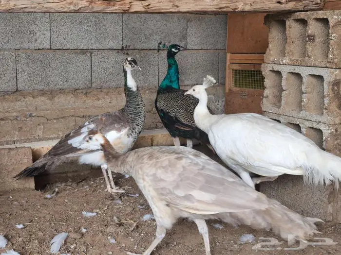 طاووس 4