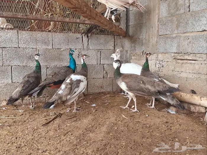 طاووس 3