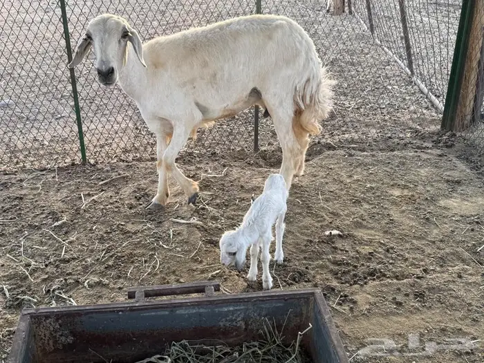 نعاج حريات وخروف فحل 2