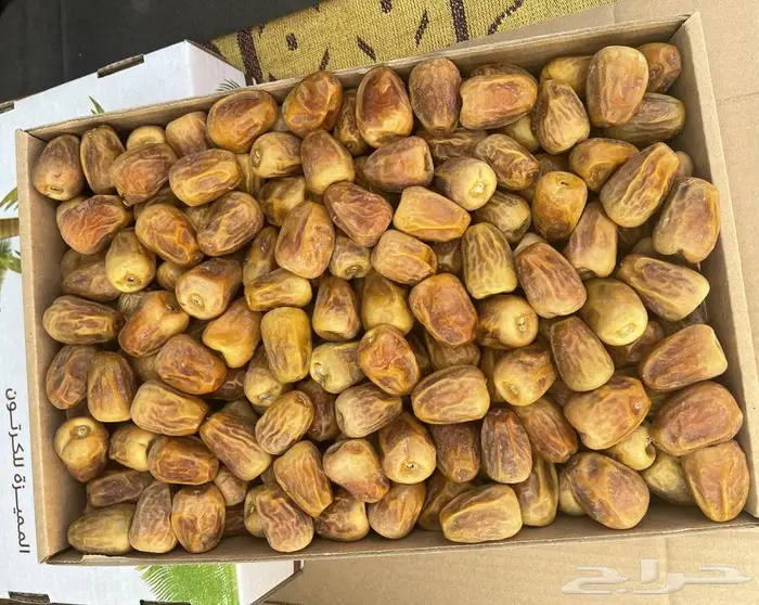 تمر سكري القصيم (مفتل - رطب) 0