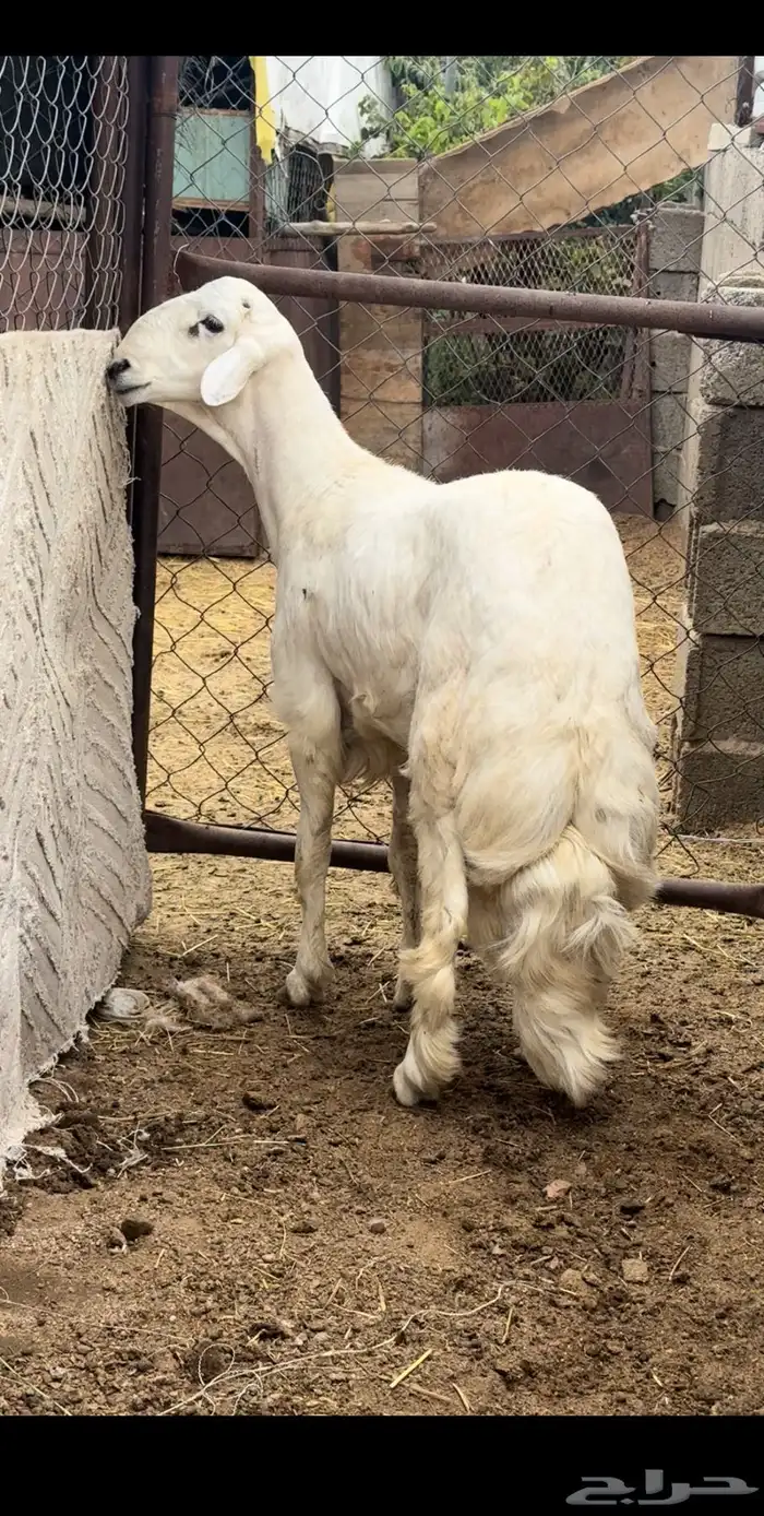 خروف مشروع فحل 5