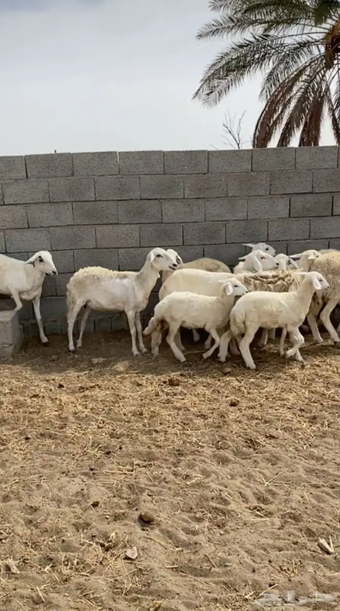 غنم وليد ودفيع 0