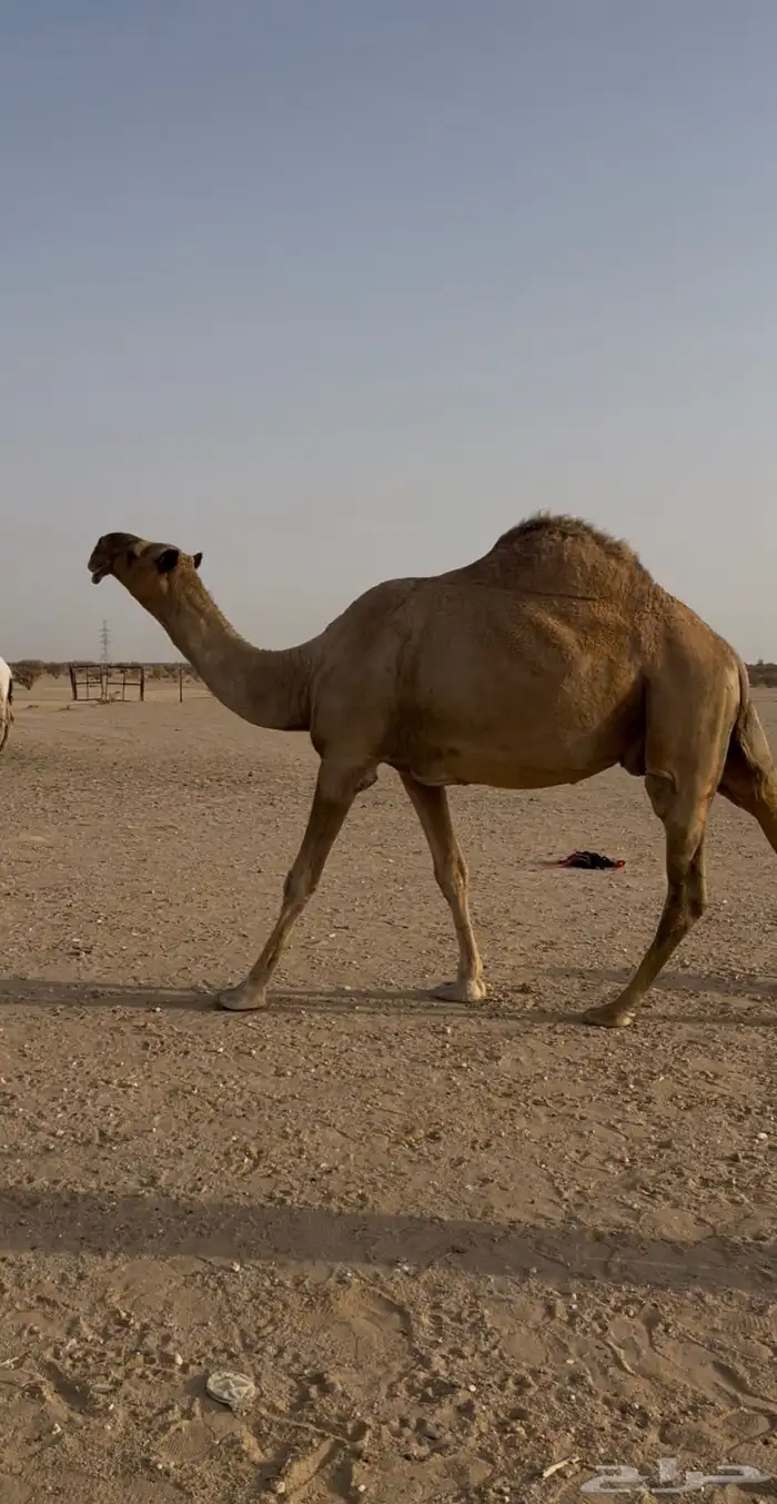 خلفة شعلا 0